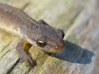 image of common_newt #13