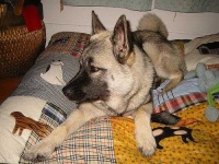 image of norwegian_elkhound #30