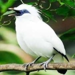 image of bird