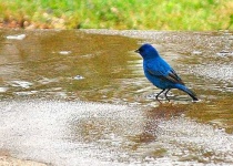 image of indigo_bunting