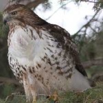 image of bird