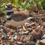 image of bird
