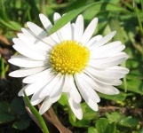 image of flower