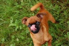 image of brabancon_griffon