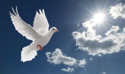 image of dove