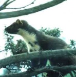 image of mink