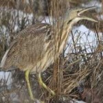 image of bird
