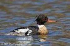 image of red_breasted_merganser