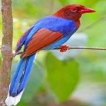 image of bird