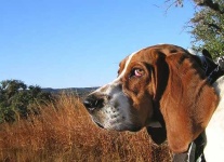 image of basset_hound #6