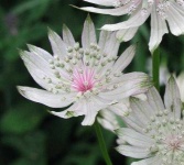 image of flower