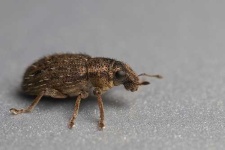 image of weevil #19