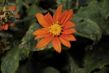 image of flower