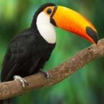 image of bird
