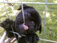 image of pug
