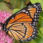 image of animal