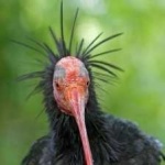 image of northern_bald_ibis #20