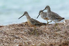 image of dowitcher
