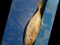 image of hourse_mackerel #8