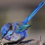 image of bird