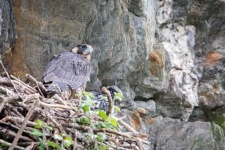 image of falcon