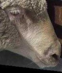 image of animal