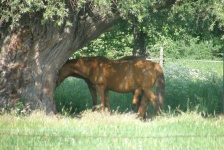 image of animal