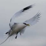 image of bird