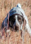 image of animal