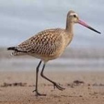 image of bar_tailed_godwit #27