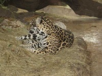 image of jaguar_car