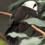 image of bird