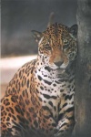 image of jaguar_car