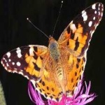 image of animal