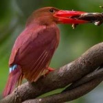 image of bird