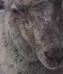image of animal