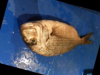 image of fish