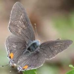 image of animal