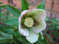 image of flower