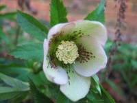 image of lenten_rose #38