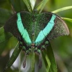 image of banded_butterfly #146