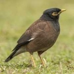image of bird
