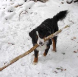 image of bernese_mountain_dog #0