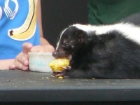 image of skunk