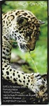 image of jaguar_car