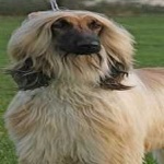 image of animal