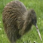 image of bird
