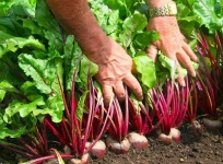 image of beetroot #15