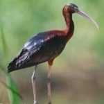 image of bird