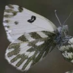 image of animal
